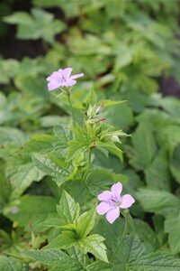 Geranium nodosum geen maat specificatie 0,55L/P9cm - afbeelding 2