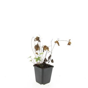 Geranium nodosum geen maat specificatie 0,55L/P9cm - afbeelding 6