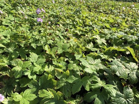 Geranium nodosum geen maat specificatie 0,55L/P9cm - afbeelding 1
