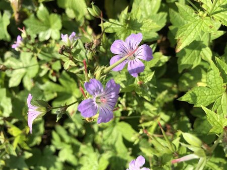Geranium nodosum geen maat specificatie 0,55L/P9cm - afbeelding 8