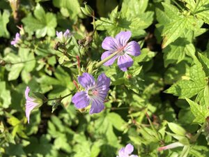 Geranium nodosum geen maat specificatie 0,55L/P9cm - afbeelding 8