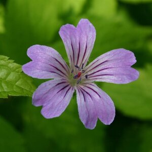Geranium nodosum geen maat specificatie 0,55L/P9cm - afbeelding 6