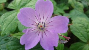 Geranium nodosum geen maat specificatie 0,55L/P9cm - afbeelding 8