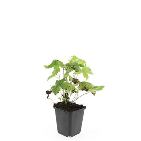 Geranium nodosum geen maat specificatie 0,55L/P9cm - afbeelding 4