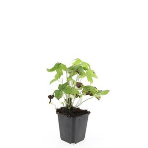 Geranium nodosum geen maat specificatie 0,55L/P9cm - afbeelding 4