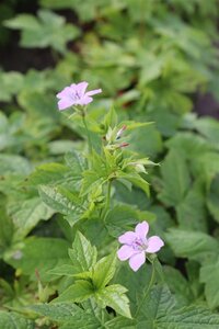 Geranium nodosum geen maat specificatie 0,55L/P9cm - afbeelding 6