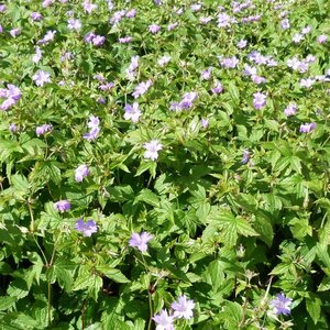 Geranium nodosum geen maat specificatie 0,55L/P9cm - afbeelding 7