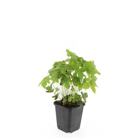 Geranium nodosum geen maat specificatie 0,55L/P9cm - afbeelding 3