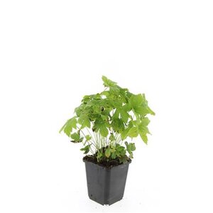 Geranium nodosum geen maat specificatie 0,55L/P9cm - afbeelding 3