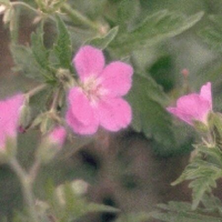 Geranium ox. 'Claridge Druce' geen maat specificatie 0,55L/P9cm - afbeelding 2