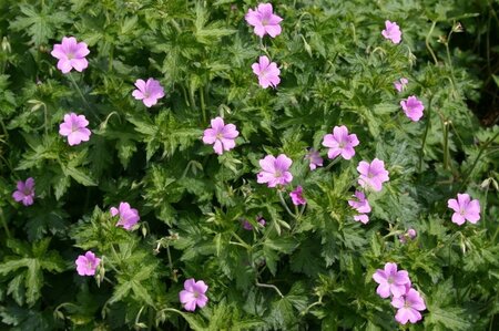 Geranium ox. 'Claridge Druce' geen maat specificatie 0,55L/P9cm - afbeelding 3