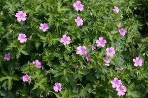 Geranium ox. 'Claridge Druce' geen maat specificatie 0,55L/P9cm - afbeelding 3