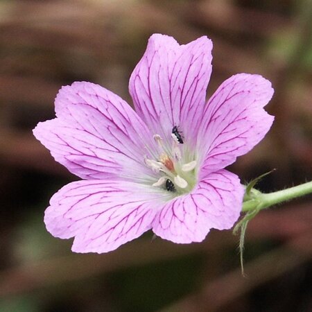 Geranium ox. 'Claridge Druce' geen maat specificatie 0,55L/P9cm - afbeelding 4