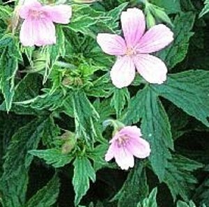 Geranium ox. 'Rose Clair' geen maat specificatie 0,55L/P9cm - afbeelding 2