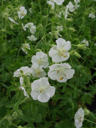 Geranium ph. 'Album' geen maat specificatie 0,55L/P9cm - afbeelding 4