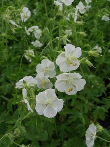 Geranium ph. 'Album' geen maat specificatie 0,55L/P9cm - afbeelding 4