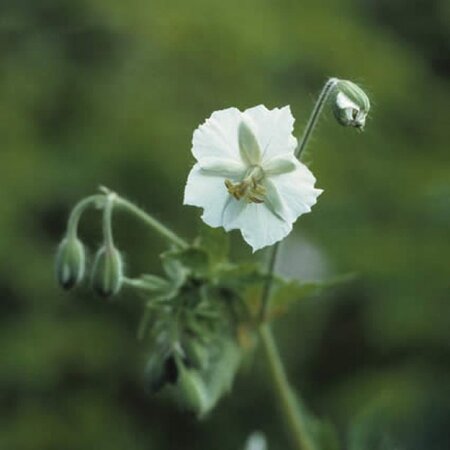 Geranium ph. 'Album' geen maat specificatie 0,55L/P9cm - afbeelding 6