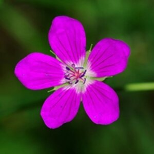 Geranium palustre geen maat specificatie 0,55L/P9cm - afbeelding 3