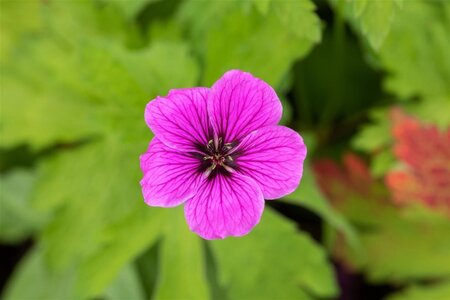 Geranium palustre geen maat specificatie 0,55L/P9cm