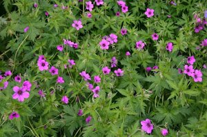 Geranium 'Patricia' geen maat specificatie 0,55L/P9cm - afbeelding 1