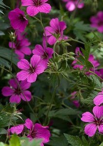Geranium 'Patricia' geen maat specificatie 0,55L/P9cm - afbeelding 2