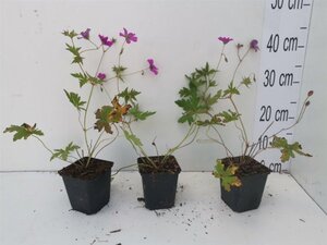 Geranium 'Patricia' geen maat specificatie 0,55L/P9cm - afbeelding 2