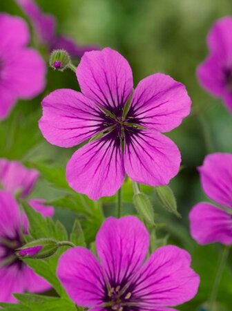 Geranium 'Patricia' geen maat specificatie 0,55L/P9cm - afbeelding 4