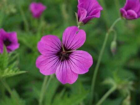 Geranium 'Patricia' geen maat specificatie 0,55L/P9cm - image 3