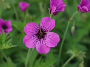 Geranium 'Patricia' geen maat specificatie 0,55L/P9cm - image 3