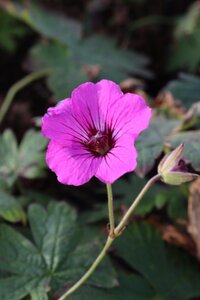 Geranium 'Patricia' geen maat specificatie 0,55L/P9cm - image 5
