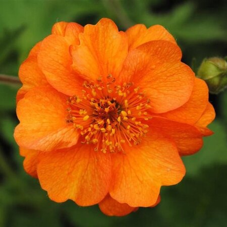 Geum 'Prinses Juliana' geen maat specificatie 0,55L/P9cm - afbeelding 1