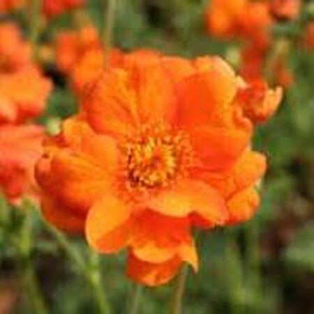 Geum 'Prinses Juliana' geen maat specificatie 0,55L/P9cm - afbeelding 2