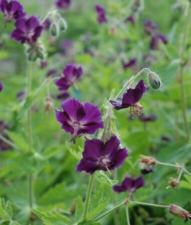 Geranium ph. 'Raven' geen maat specificatie 0,55L/P9cm