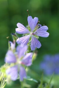 Geranium 'Philippe Vapelle' geen maat specificatie 0,55L/P9cm - afbeelding 7