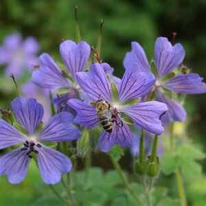 Geranium 'Philippe Vapelle' geen maat specificatie 0,55L/P9cm - afbeelding 3