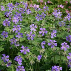 Geranium 'Philippe Vapelle' geen maat specificatie 0,55L/P9cm - afbeelding 4