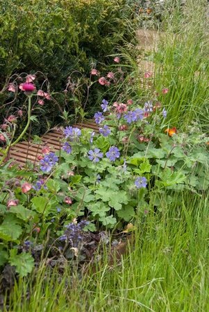 Geranium 'Philippe Vapelle' geen maat specificatie 0,55L/P9cm - afbeelding 8