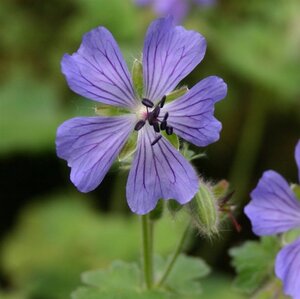 Geranium 'Philippe Vapelle' geen maat specificatie 0,55L/P9cm - afbeelding 5