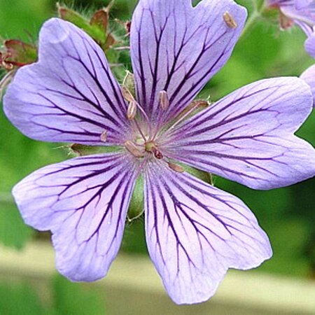 Geranium 'Philippe Vapelle' geen maat specificatie 0,55L/P9cm - afbeelding 6