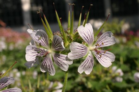 Geranium renardii geen maat specificatie 0,55L/P9cm - afbeelding 1