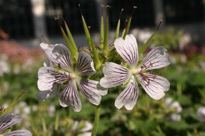 Geranium renardii geen maat specificatie 0,55L/P9cm - afbeelding 1
