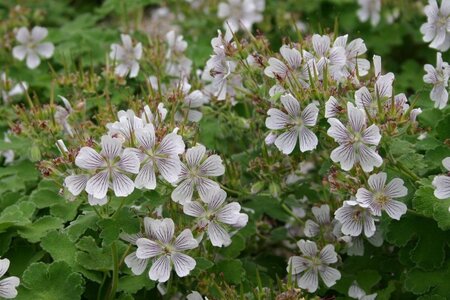 Geranium renardii geen maat specificatie 0,55L/P9cm - afbeelding 2