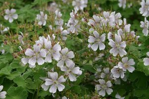Geranium renardii geen maat specificatie 0,55L/P9cm - afbeelding 2