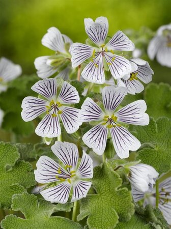 Geranium renardii geen maat specificatie 0,55L/P9cm - afbeelding 3