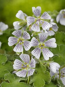 Geranium renardii geen maat specificatie 0,55L/P9cm - afbeelding 3