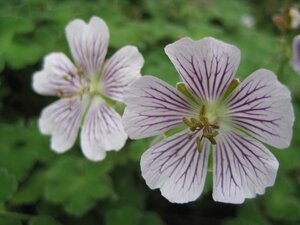 Geranium renardii geen maat specificatie 0,55L/P9cm - afbeelding 4