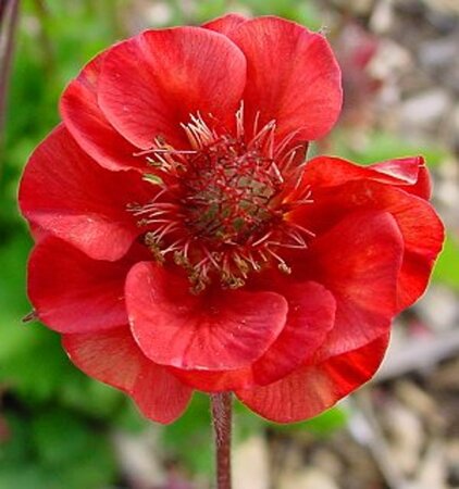 Geum rivale 'Flames of Passion' geen maat specificatie 0,55L/P9cm