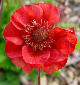 Geum rivale 'Flames of Passion' geen maat specificatie 0,55L/P9cm