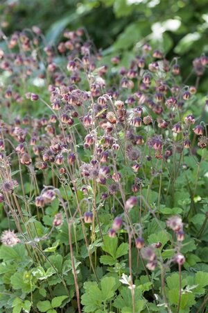 Geum rivale geen maat specificatie 0,55L/P9cm - afbeelding 2