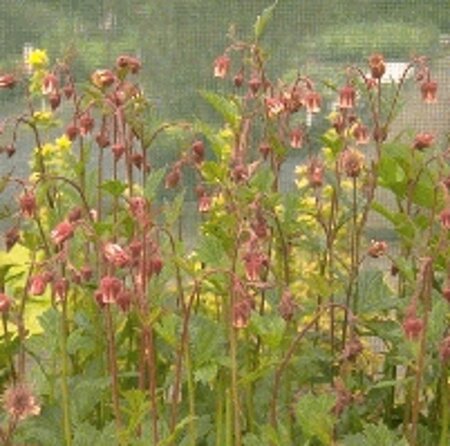 Geum rivale geen maat specificatie 0,55L/P9cm - afbeelding 5